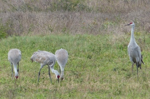 Sandhill Cranes